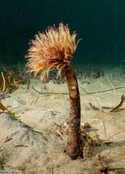 Sabellidae sp.6 (Banded Feather Duster Worm)