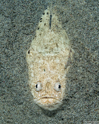 Uranoscopus sulphureus (Whitemargin Stargazer)