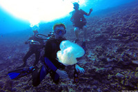 Cephea cephea (Crowned Jellyfish)