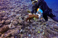 Octopus cyanea (Day Octopus)