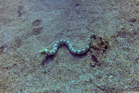 Echidna nebulosa (Snowflake Moray)