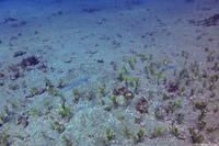 Malacanthus brevirostris (Flagtail Blanquillo)