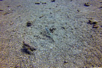 Cymolutes lecluse (Hawaiian Knifefish)