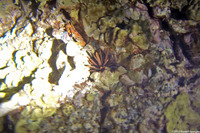 Charybdis hawaiensis (Hawaiian Swimming Crab)