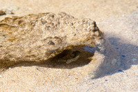 Acanthurus triostegus (Convict Tang)