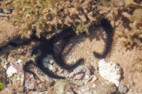 Ophiocoma erinaceus (Spiny Brittle Star)