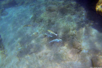 Mulloidichthys flavolineatus (Yellowstripe Goatfish)