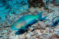 Scarus rubroviolaceus (Redlip Parrotfish)