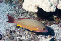 Lutjanus fulvus (Blacktail Snapper)