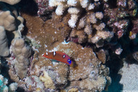 Coris gaimard (Yellowtail Coris)