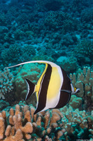 Zanclus cornutus (Moorish Idol)