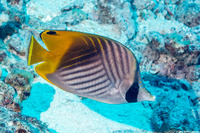 Chaetodon auriga (Threadfin Butterflyfish)