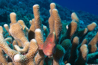 Paracirrhites forsteri (Freckled Hawkfish)