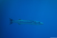 Sphyraena barracuda (Great Barracuda)