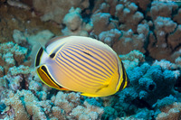 Chaetodon lunulatus (Redfin Butterflyfish)