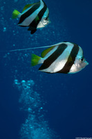 Heniochus diphreutes (Schooling Bannerfish)