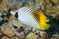 Chaetodon auriga (Threadfin Butterflyfish)