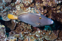 Cantherhines dumerilii (Barred Filefish)