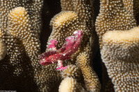 Taenianotus triacanthus (Leaf Scorpionfish)
