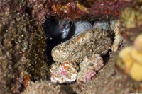 Octopus cyanea (Day Octopus)