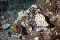 Chaetodon kleinii (Blacklip Butterflyfish)