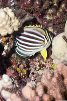 Chaetodon ornatissimus (Ornate Butterflyfish)