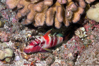 Parupeneus multifasciatus (Manybar Goatfish)