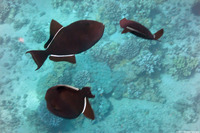 Melichthys niger (Black Triggerfish)
