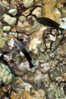 Gomphosus varius (Bird Wrasse)