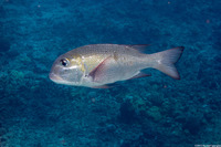 Monotaxis grandoculis (Humpnose Bigeye Bream)