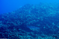 Sphyraena barracuda (Great Barracuda)