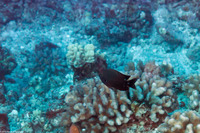 Chromis verater (Threespot Chromis)