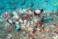 Bodianus albotaeniatus (Hawaiian Hogfish)