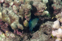 Plectroglyphidodon johnstonianus (Johnston Damsel)