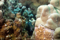 Plectroglyphidodon johnstonianus (Johnston Damsel)