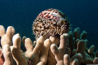 Cypraea tigris (Tiger Cowry)