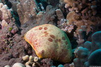 Culcita novaeguineae (Cushion Star)