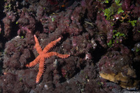 Mithrodia fisheri (Fisher's Star)