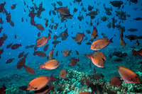 Acanthurus nigrofuscus (Brown Surgeonfish)