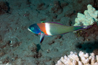 Thalassoma duperrey (Saddle Wrasse)