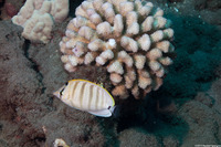 Chaetodon multicinctus (Multiband Butterflyfish)