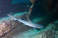 Triaenodon obesus (Whitetip Reef Shark)