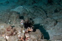Diadema paucispinum (Long-Spined Urchin)