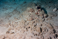 Loimia medusa (Medusa Spaghetti Worm)