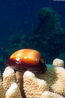 Talparia talpa (Mole Cowry)