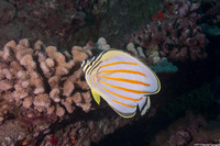Chaetodon ornatissimus (Ornate Butterflyfish)