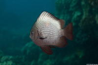 Dascyllus albisella (Hawaiian Dascyllus)