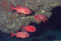 Myripristis amaena (Brick Soldierfish)