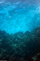 Kuhlia xenura (Hawaiian Flagtail)