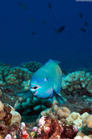 Scarus rubroviolaceus (Redlip Parrotfish)
